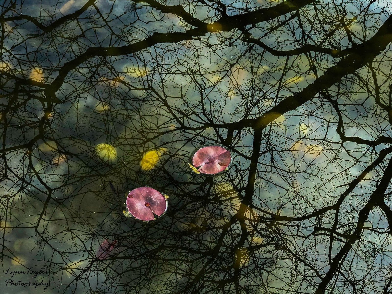Lily Pads Beneath Branches